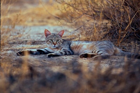 Falcon Cat