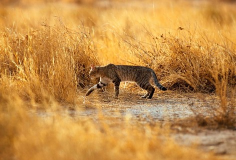 Falcon Cat