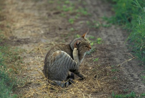 African wildcats