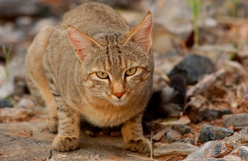 African wildcats