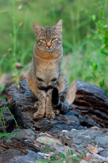 African wildcats