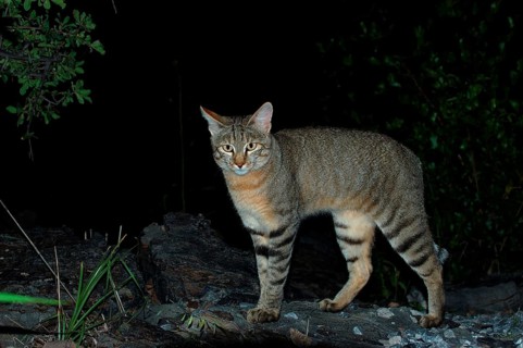 African wildcats