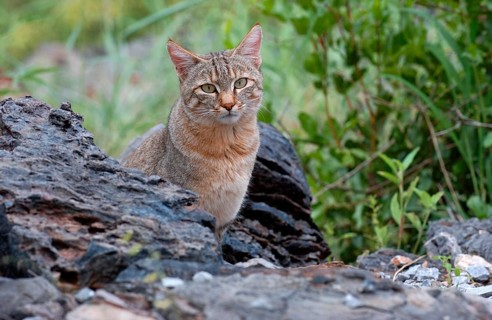 African wildcats