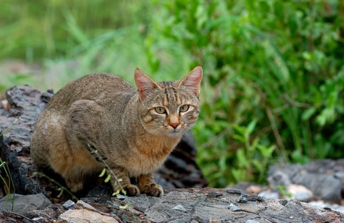 African wildcats