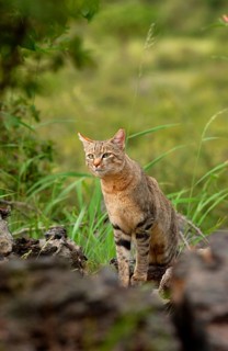 African wildcats