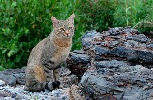 African wildcats