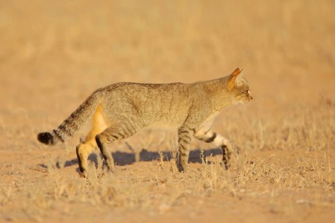 African wildcats