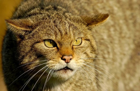 European wild cat