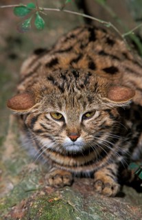 Black-footed cat