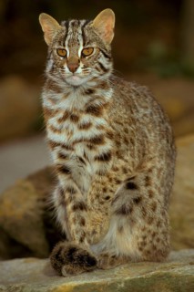 Amur leopard cat