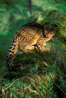 Marbled Cat