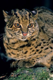 Marbled Cat