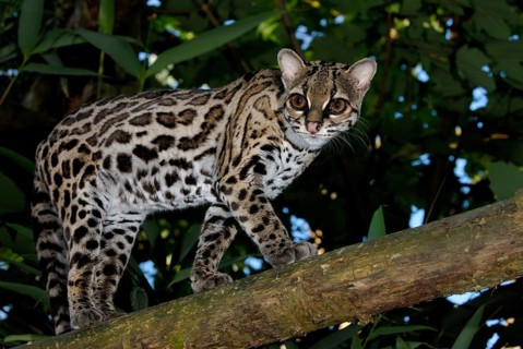 Long-tailed cat
