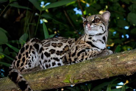 Long-tailed cat