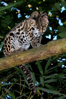 Long-tailed cat