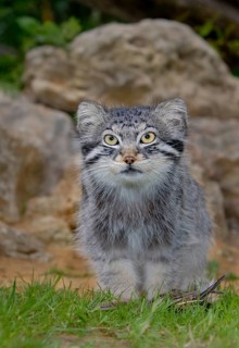 Pallas' cat
