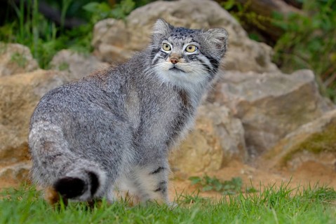 Manul