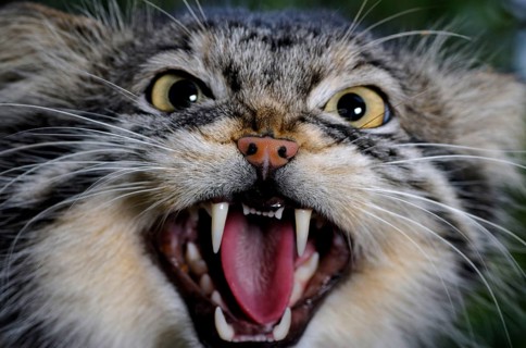 Pallas's Cat