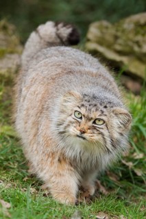 Pallas' cat