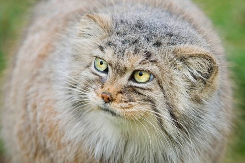 Pallas's Cat