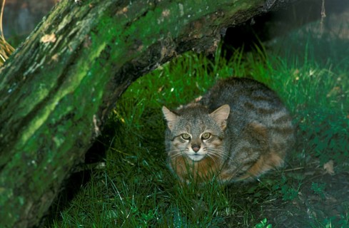Pampas cat