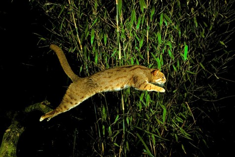Rusty-spotted cat