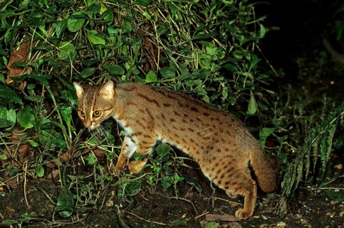 Rusty-spotted cat