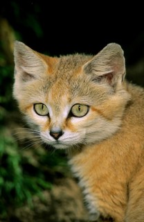 Sand Cat
