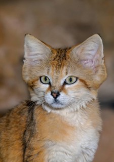 Sand cat