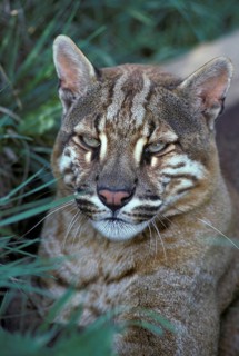 Temminck's asian golden cat