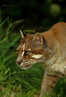 Temminck's asian golden cat