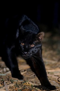 Temminck's asian golden cat