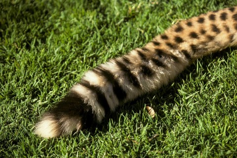 Cheetah