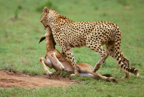 Cheetah