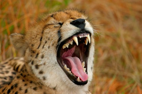 Cheetah
