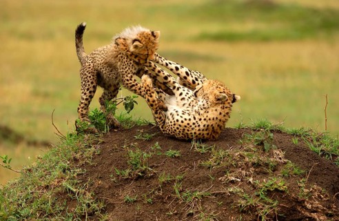 Cheetahs