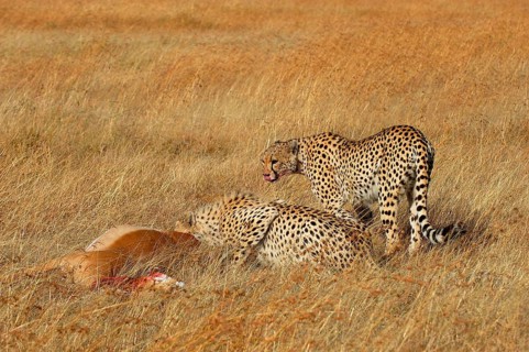 Cheetah