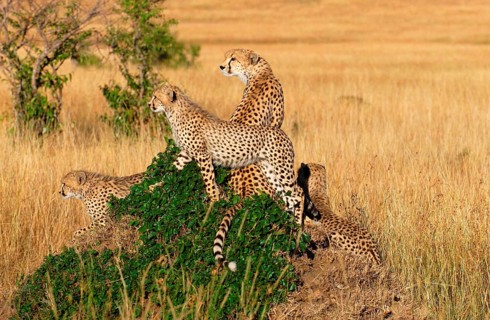 Cheetah