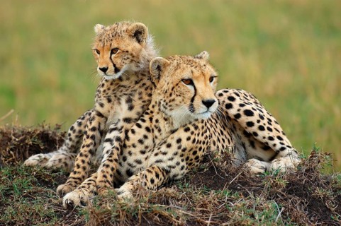Cheetah