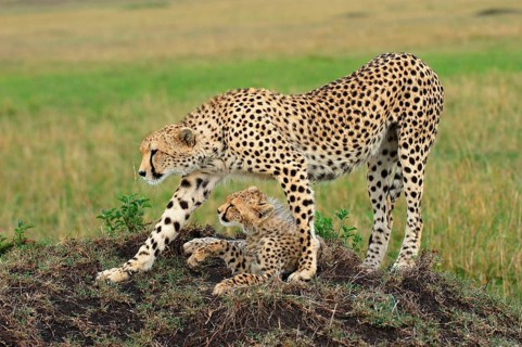 Cheetah
