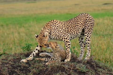Cheetah