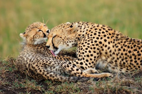 Cheetah