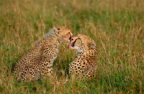 Cheetah