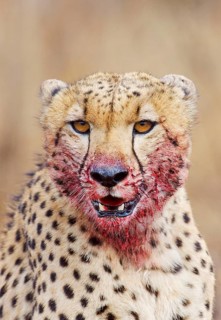 Cheetah