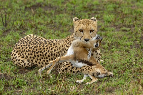 Cheetah