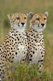 Cheetah
