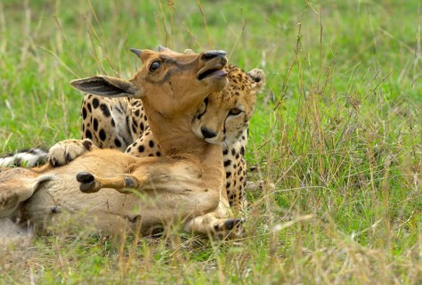 Cheetah