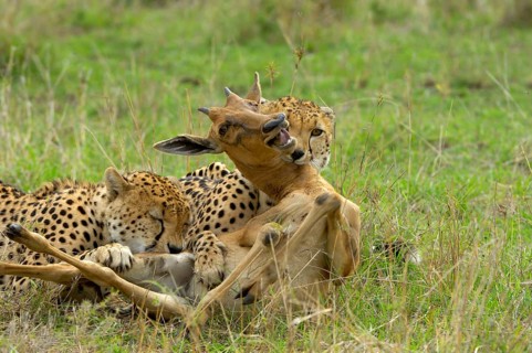 Cheetah