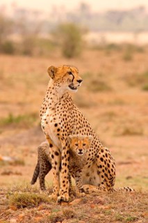 Cheetah