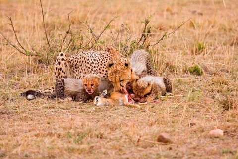 Mother cheetah